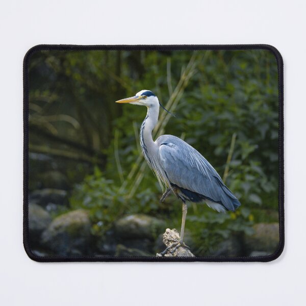 Item preview, gray heron designed and sold by KreativFoto.