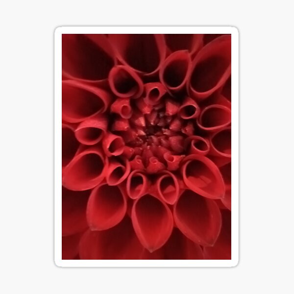 Dahlia Macro Sticker
