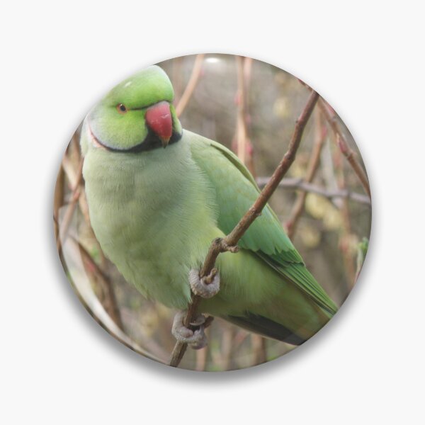 Item preview, Pretty Green Parakeet Perching Photograph designed and sold by naturegallery.