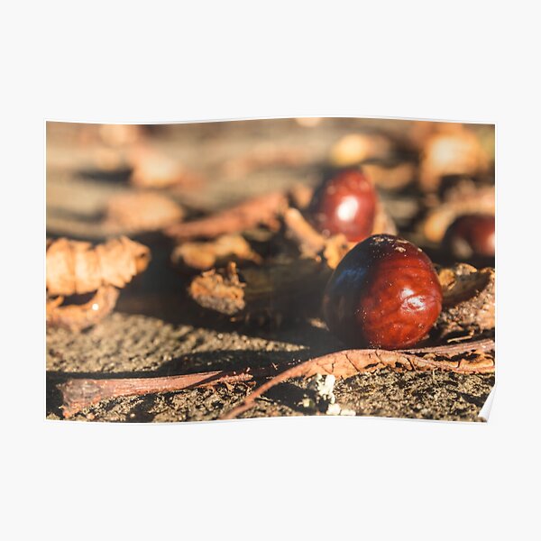 Fallen chestnuts Póster