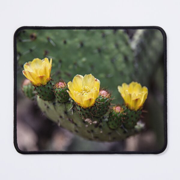 Item preview, Cactus de Teotihuacan designed and sold by Daniel's Destinations.
