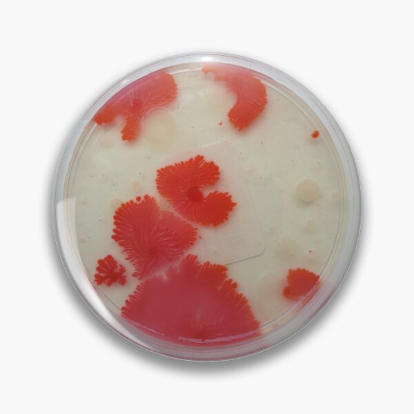 Item preview, Red bacteria on PC agar plate designed and sold by Fromthelab.