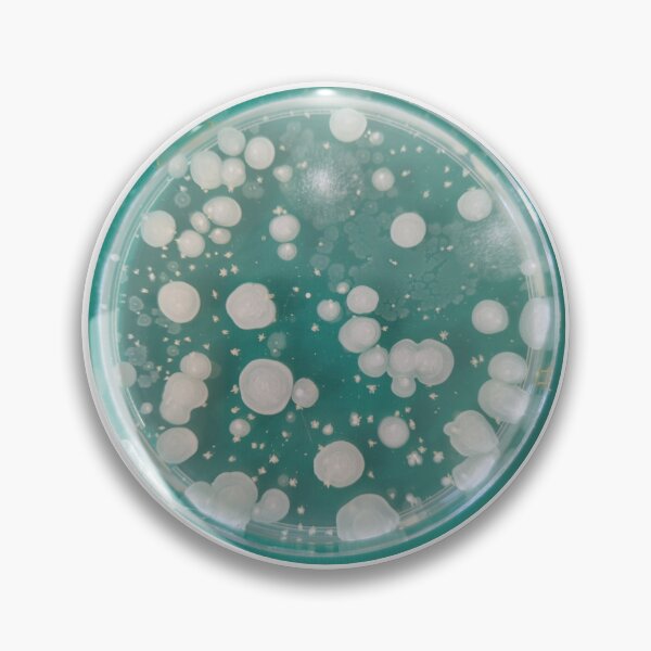 Item preview, Marshmallow Bacteria PCA plate designed and sold by Fromthelab.