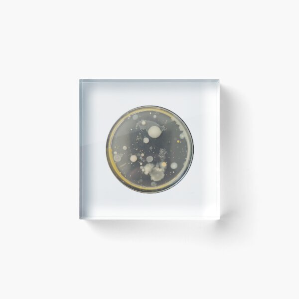 Item preview, White and Yellow bacteria on PC agar plate designed and sold by Fromthelab.