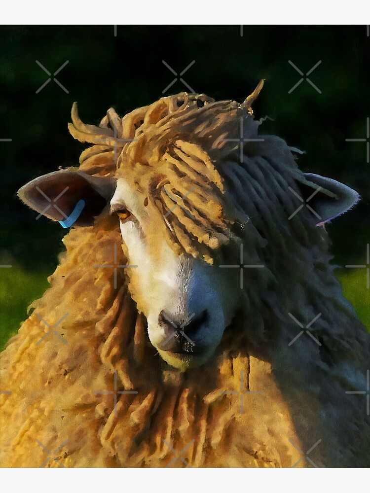 The Lincoln Longwool Sheep - Countryside