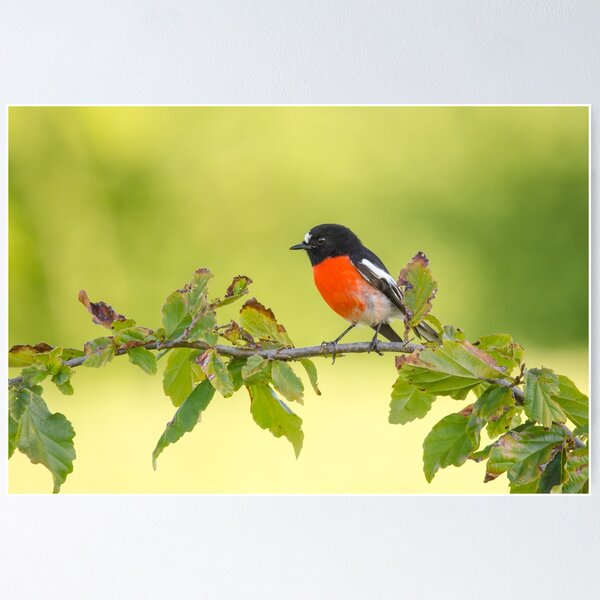 Item preview, Scarlet Robin designed and sold by Jennie  Stock.
