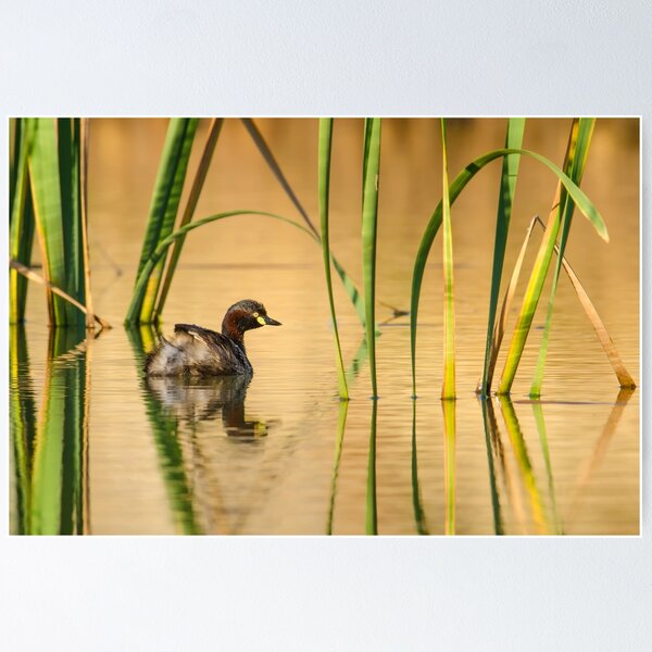 Item preview, Grebe in the reeds designed and sold by Jennie  Stock.