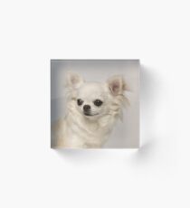 chihuahua Acrylic Block