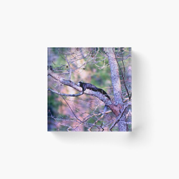 Item preview, Fox Squirrel Ready To Give Birth designed and sold by What I See by Dawne.