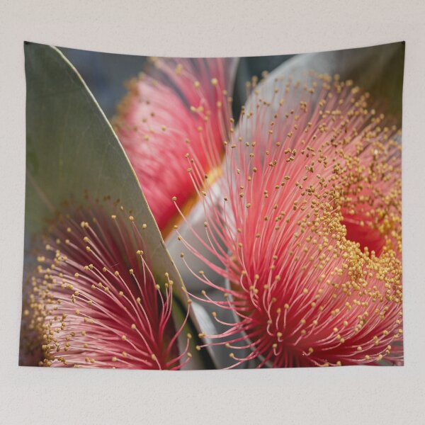 Item preview, Macrocarpa Magic  designed and sold by SallyB.Photography.