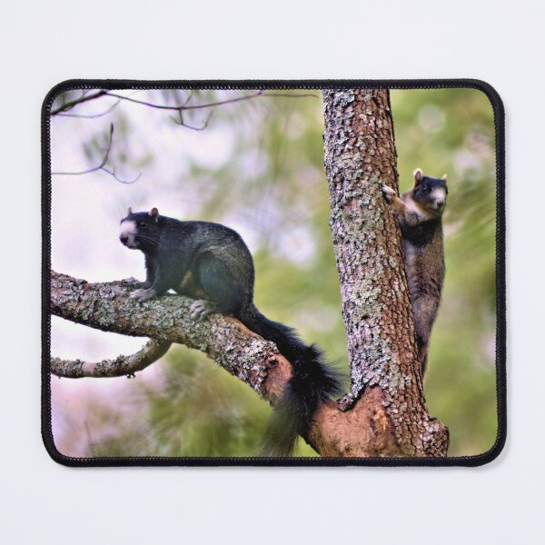 Item preview, Fox Squirrel Couple designed and sold by What I See by Dawne.