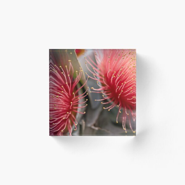 Item preview, Macrocarpa Magic 2 designed and sold by SallyB.Photography.