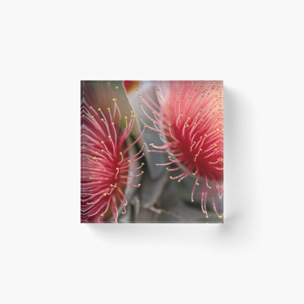 Item preview, Macrocarpa Magic 2 designed and sold by SallyB.Photography.
