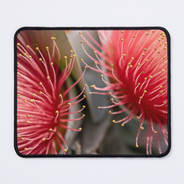 Item preview, Macrocarpa Magic 2 designed and sold by SallyB.Photography.