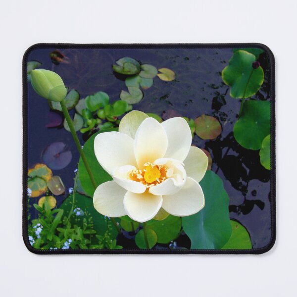 Item preview, Nelumbo Lutea (Amarican Lotus) #2 designed and sold by Anthony Seeker.