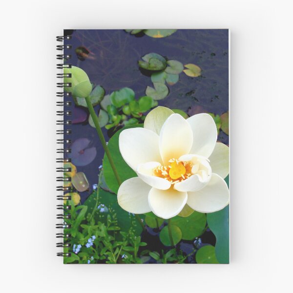 Item preview, Nelumbo Lutea (Amarican Lotus) #2 designed and sold by Anthony Seeker.