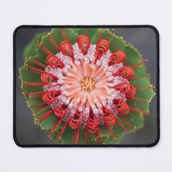 Item preview, Scarlet Perfection designed and sold by SallyB.Photography.