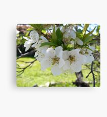 Autum Canvas Print