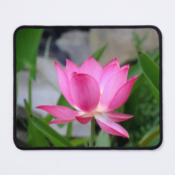 Item preview, Nelumbo Nucifera (Sacred Asian Lotus) #1 designed and sold by Anthony Seeker.