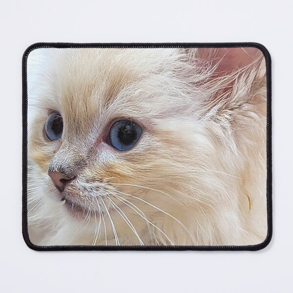 Item preview, Cute lynx ragdoll kitten designed and sold by Fluffycat2020.