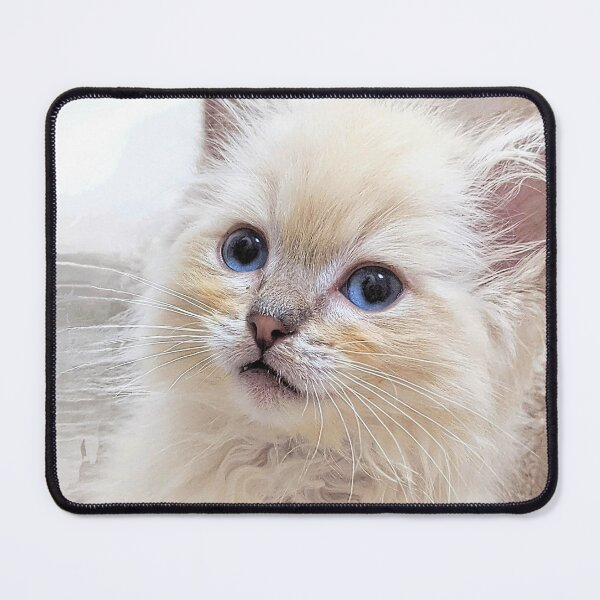 Item preview, Cute lynx ragdoll kitten designed and sold by Fluffycat2020.
