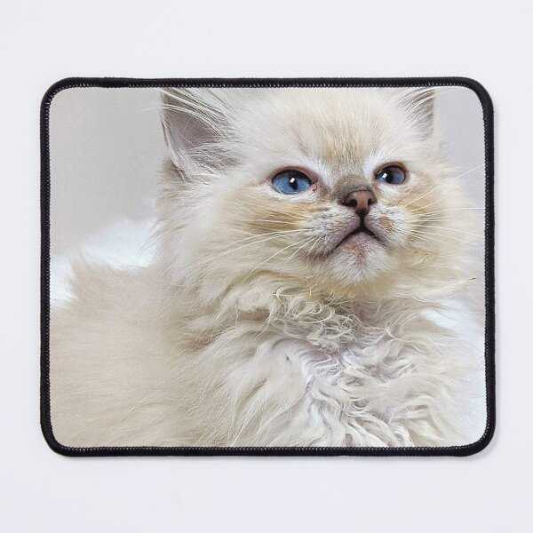 Item preview, Cute lynx ragdoll kitten designed and sold by Fluffycat2020.