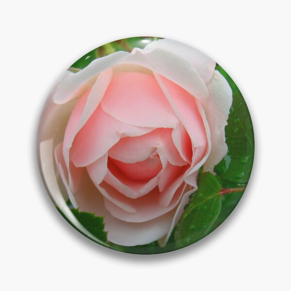 Item preview, Heirloom Rose Unknown. designed and sold by Anthony Seeker.