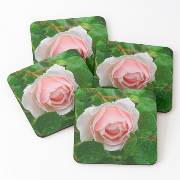 Item preview, Heirloom Rose Unknown. designed and sold by Anthony Seeker.
