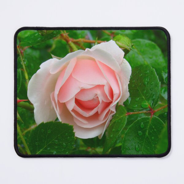 Item preview, Heirloom Rose Unknown. designed and sold by Anthony Seeker.