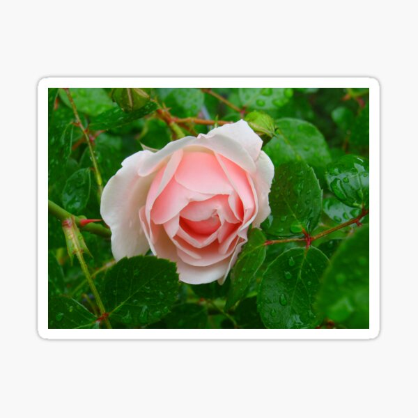 Heirloom Roses Stickers for Sale