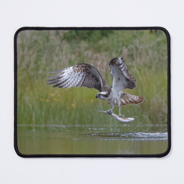 Item preview, Osprey designed and sold by Yves Roumazeilles (Wild Focus).