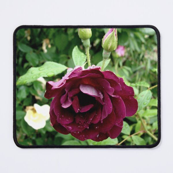 Item preview, Burgundy Iceberg Rose designed and sold by Anthony Seeker.