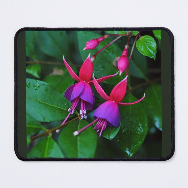Item preview, fuchsias designed and sold by iago rodriguez dopico.