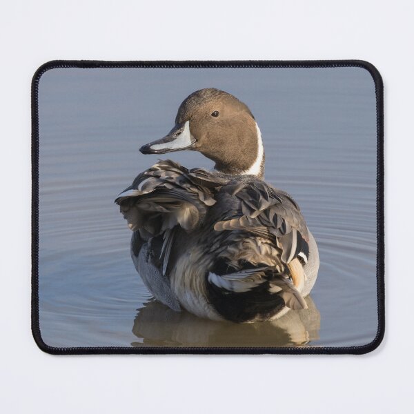 Item preview, Pintail designed and sold by LaurenTucker.