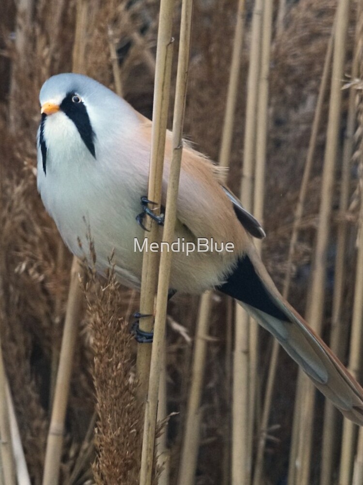 Thumbnail 4 of 4, iPhone Case, Bearded Reedling designed and sold by MendipBlue.