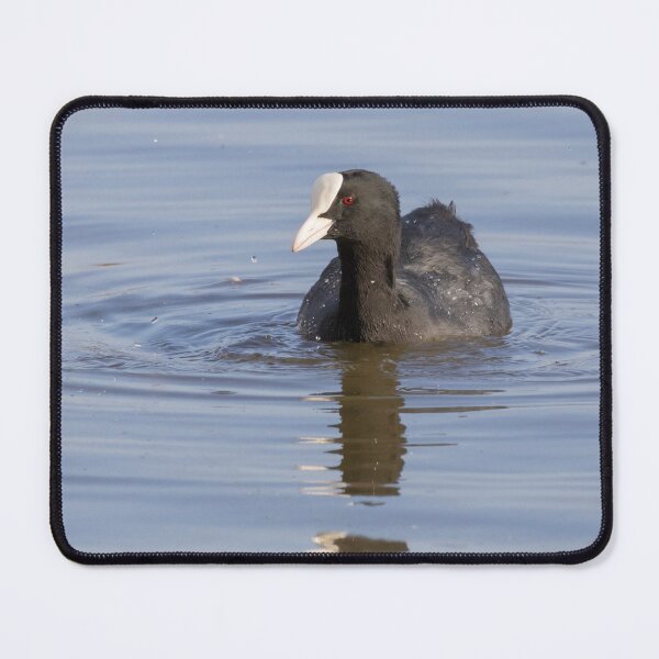 Item preview, Coot designed and sold by LaurenTucker.