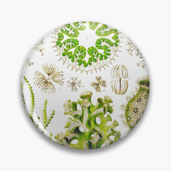 Item preview, Plate 35a. Hexactinellae, glass sponges. designed and sold by Squirrox.