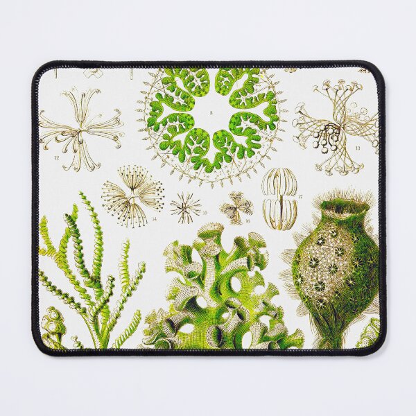 Item preview, Plate 35a. Hexactinellae, glass sponges. designed and sold by Squirrox.