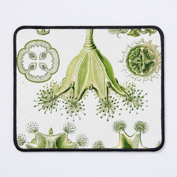 Item preview, Plate 48a. Stauromedusae, the order of stalked jellyfish. designed and sold by Squirrox.