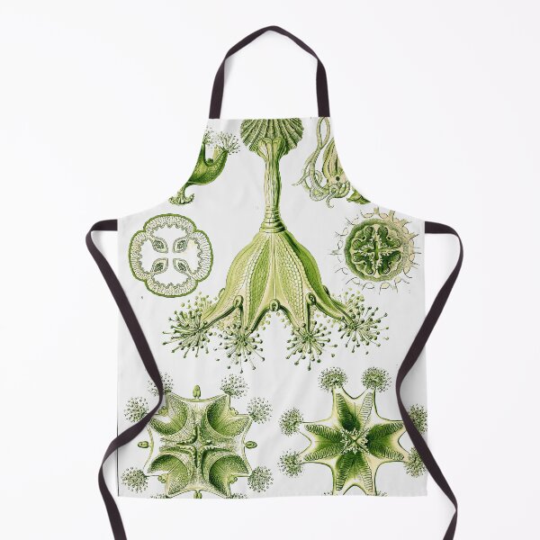 Item preview, Plate 48a. Stauromedusae, the order of stalked jellyfish.  designed and sold by Squirrox.