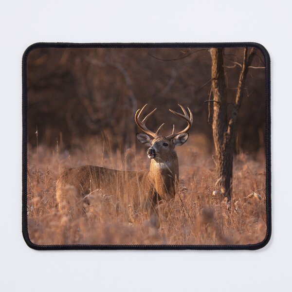 Item preview, Basking in the light - White-tailed deer designed and sold by James Cumming.