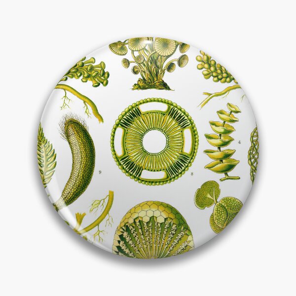 Item preview, Plate 64a. Mainly marine green algae.  designed and sold by Squirrox.
