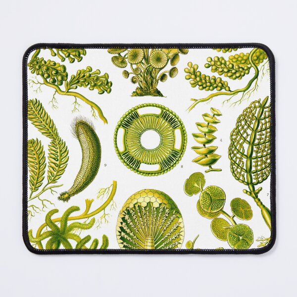 Item preview, Plate 64a. Mainly marine green algae.  designed and sold by Squirrox.