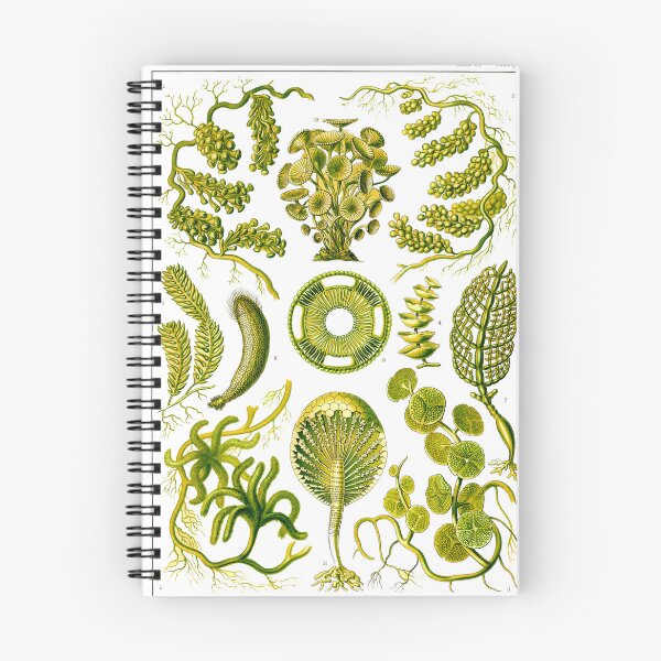 Item preview, Plate 64a. Mainly marine green algae.  designed and sold by Squirrox.