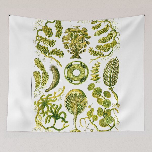 Item preview, Plate 64a. Mainly marine green algae.  designed and sold by Squirrox.
