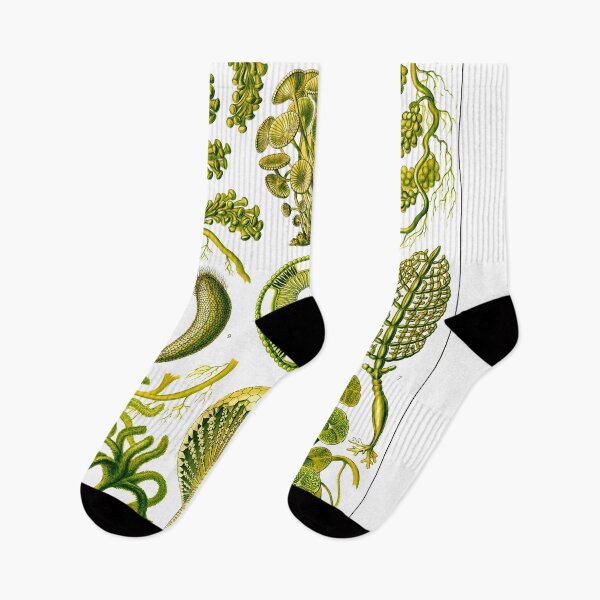 Item preview, Plate 64a. Mainly marine green algae.  designed and sold by Squirrox.