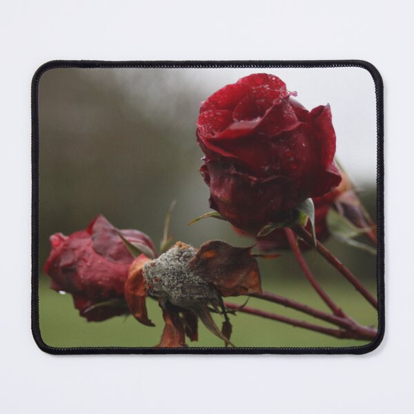 Item preview, Two roses  designed and sold by jessicarscott99.