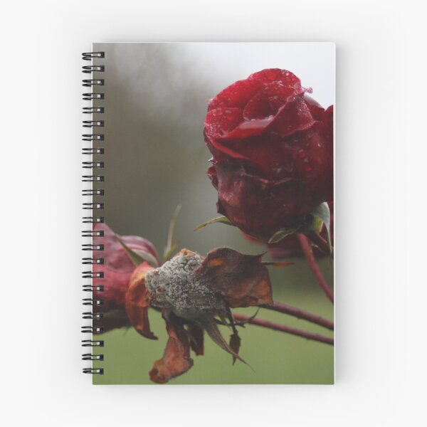 Item preview, Two roses  designed and sold by jessicarscott99.