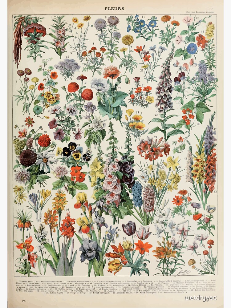 Adolphe Millot fleurs A by wetdryvac
