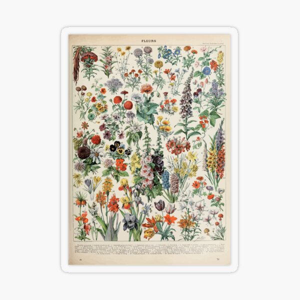 Adolphe Millot fleurs A Transparent Sticker